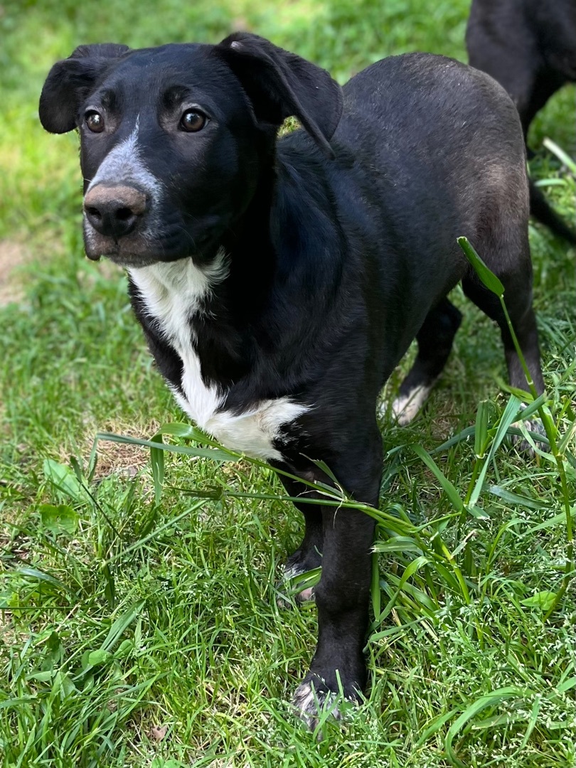 Hunk, a Adoptable mixed breed in Rock Hill, SC image 4/20