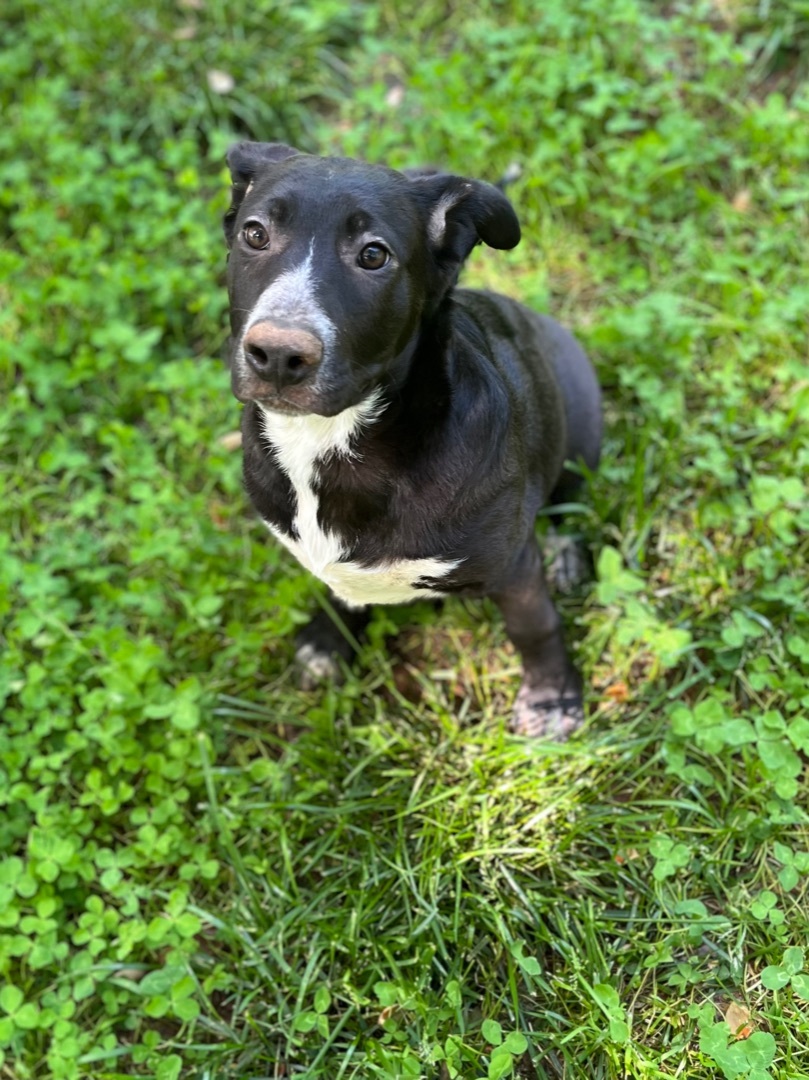Hunk, a Adoptable mixed breed in Rock Hill, SC image 5/20