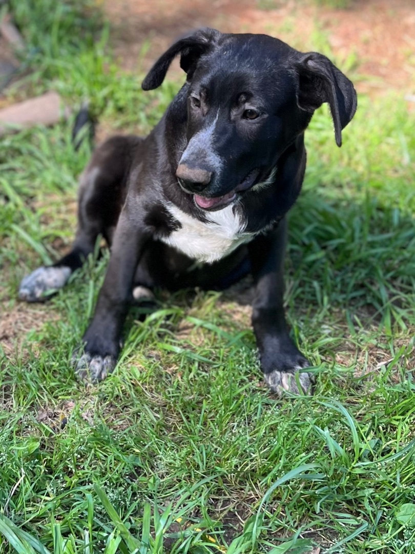 Hunk, a Adoptable mixed breed in Rock Hill, SC image 6/20