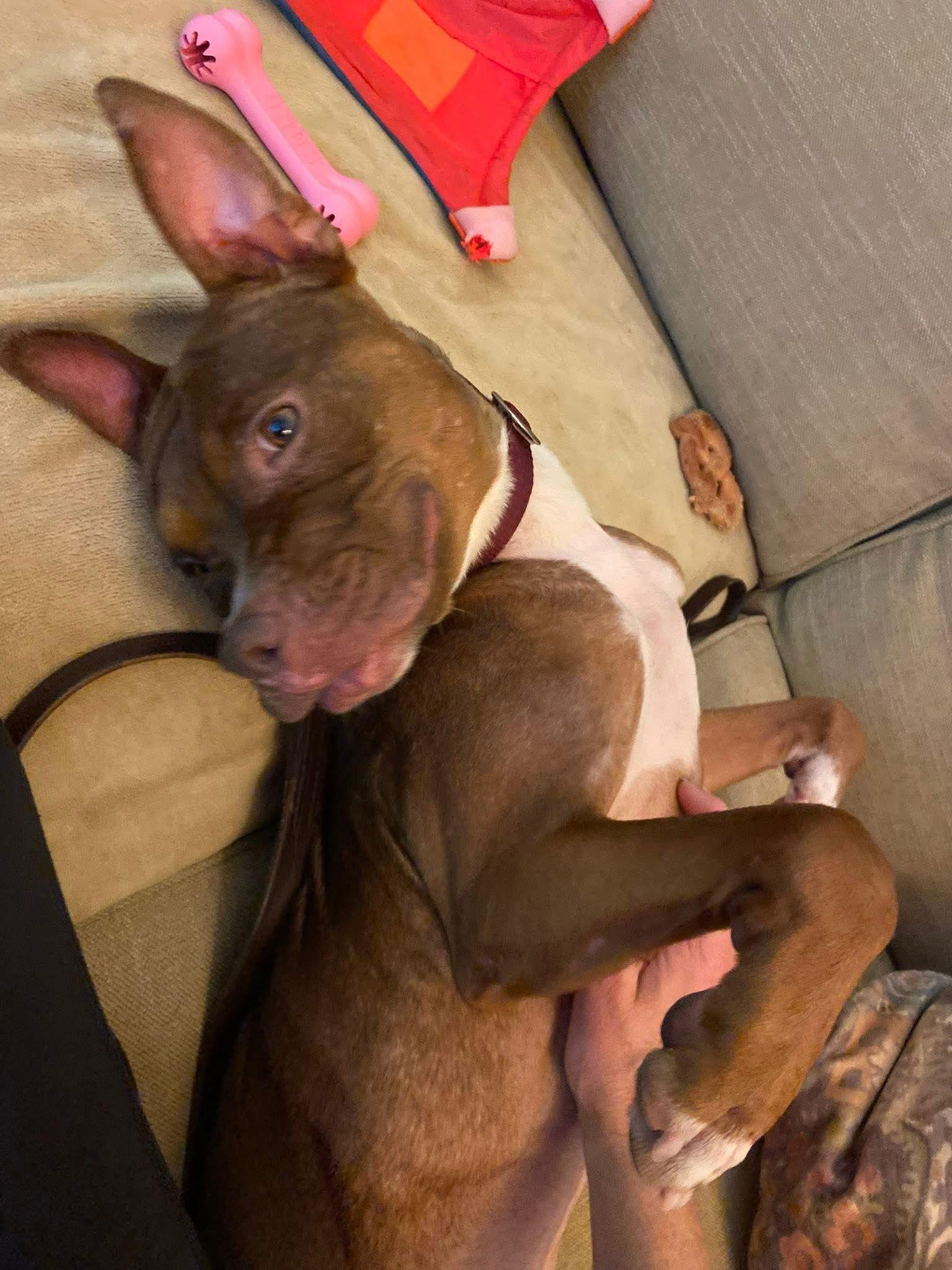 Enlarge Brownie, a Adoptable Staffordshire Bull Terrier in Mint Hill, NC image 1/3