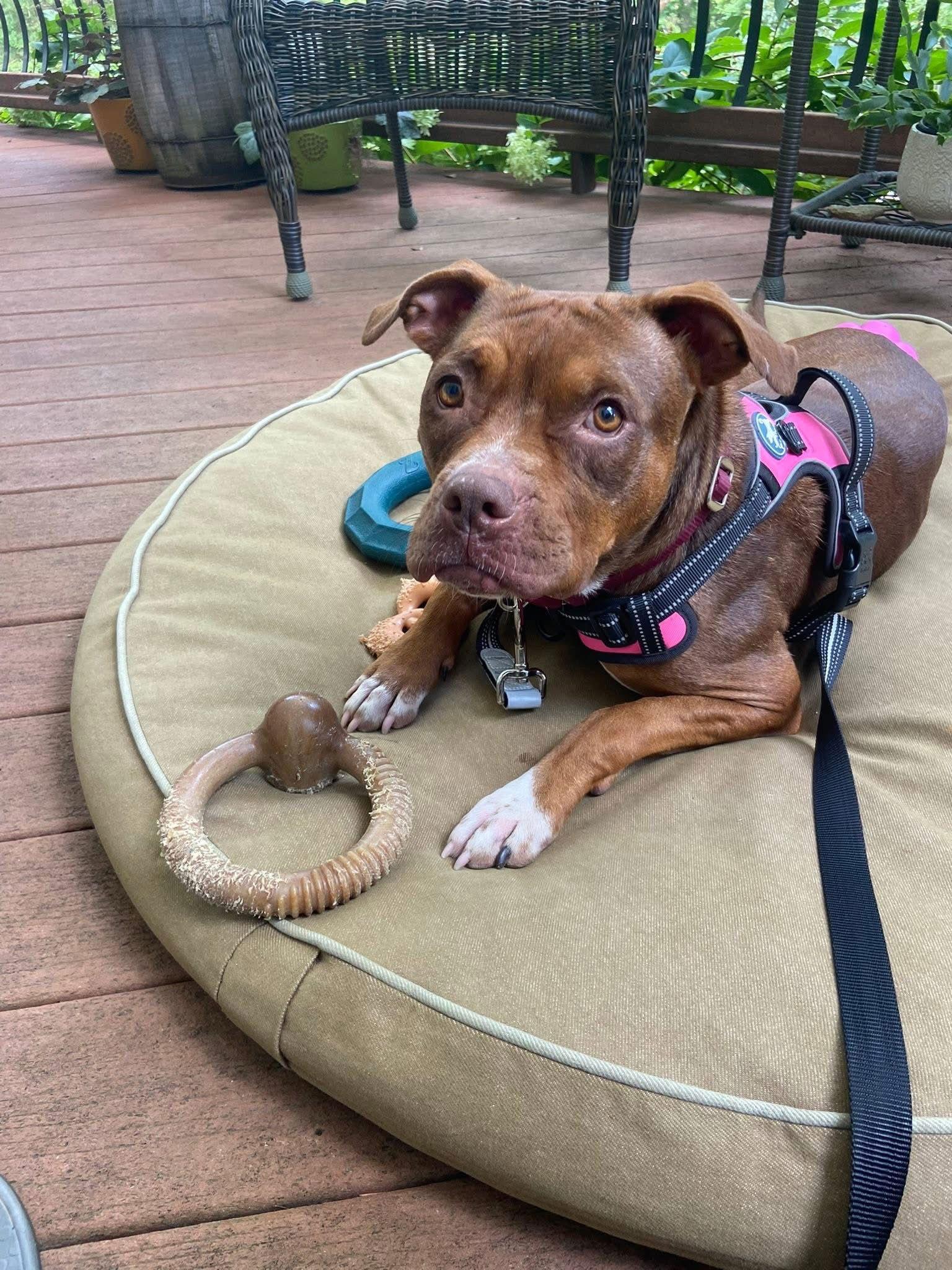 Enlarge Brownie, a Adoptable Staffordshire Bull Terrier in Mint Hill, NC image 2/3