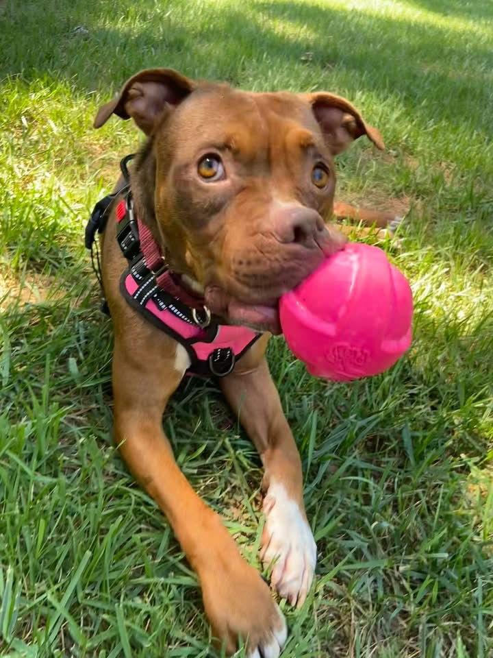 Enlarge Brownie, a Adoptable Staffordshire Bull Terrier in Mint Hill, NC image 3/3