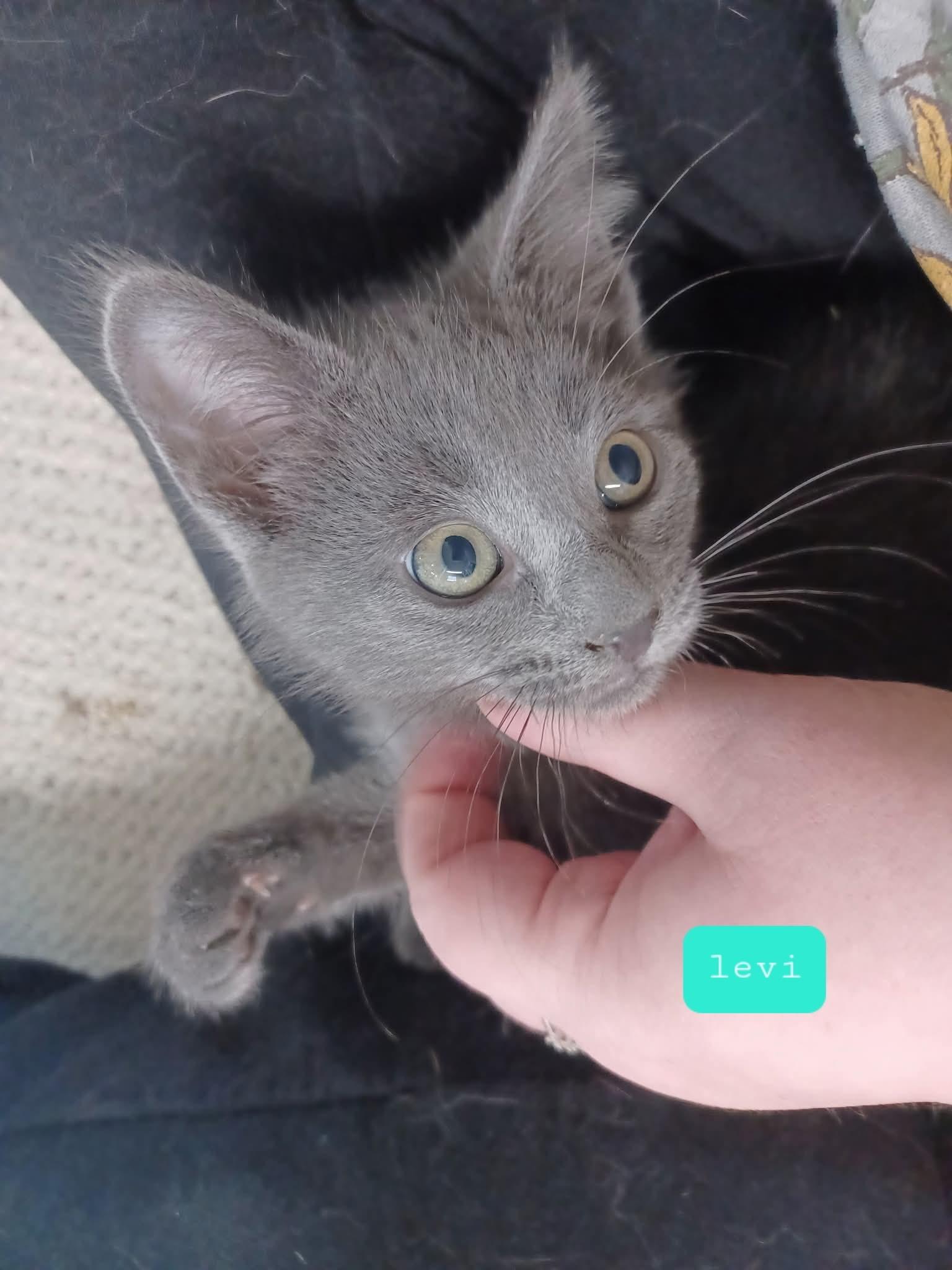 Levi, adopted, Kitten Male Domestic Short Hair.