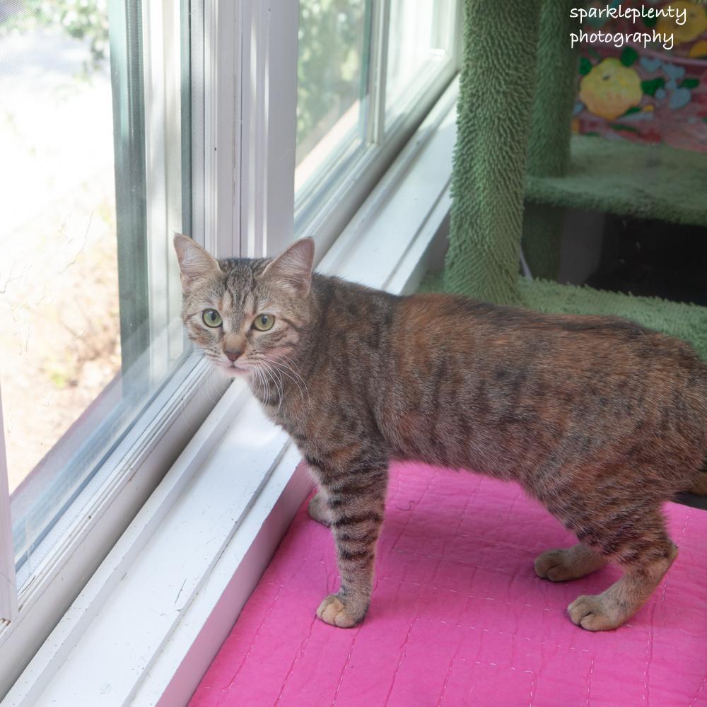 Enlarge Liesl, an adoptable Domestic Short Hair in Ridgefield, CT image 3/6