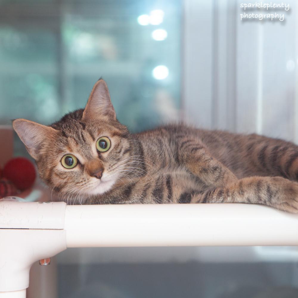 Enlarge Liesl, an adoptable Domestic Short Hair in Ridgefield, CT image 2/3