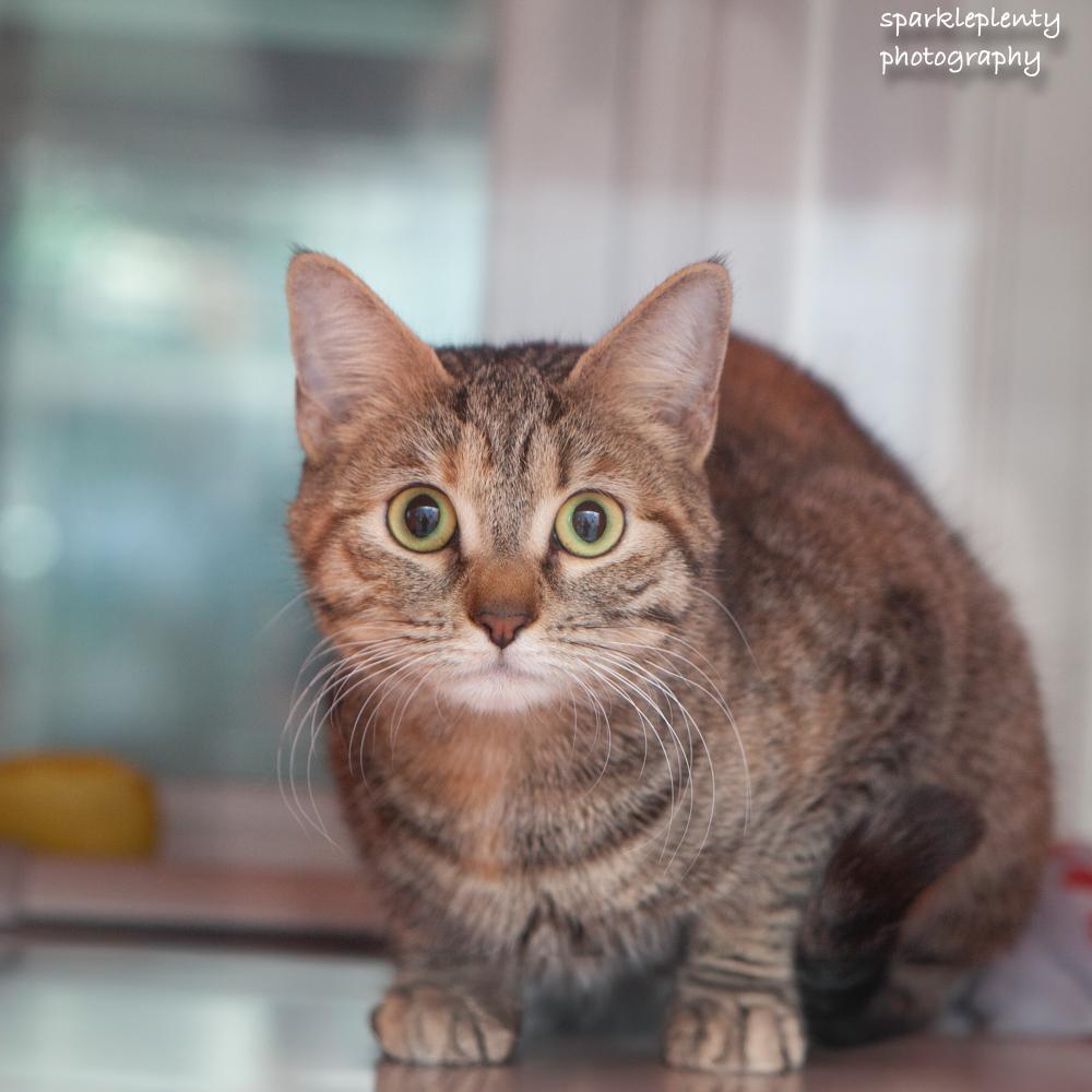 Enlarge Liesl, an adoptable Domestic Short Hair in Ridgefield, CT image 1/3