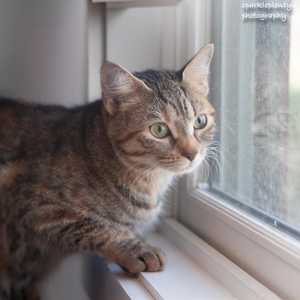 Enlarge Liesl, an adoptable Domestic Short Hair in Ridgefield, CT image 1/6