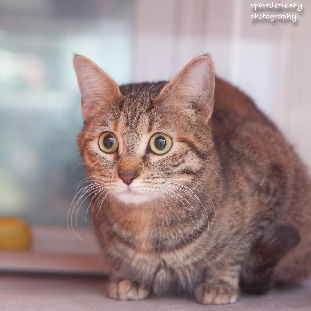 Enlarge Liesl, an adoptable Domestic Short Hair in Ridgefield, CT image 3/3