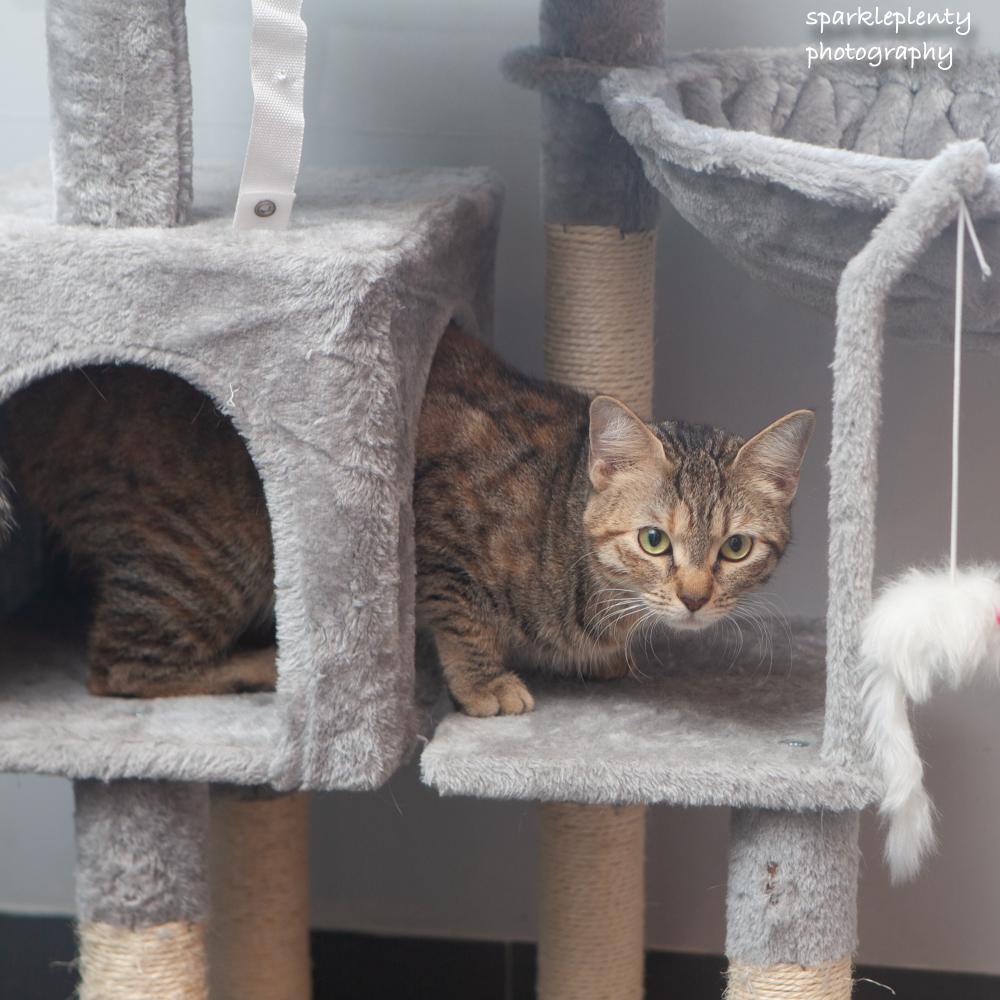 Enlarge Liesl, an adoptable Domestic Short Hair in Ridgefield, CT image 2/6