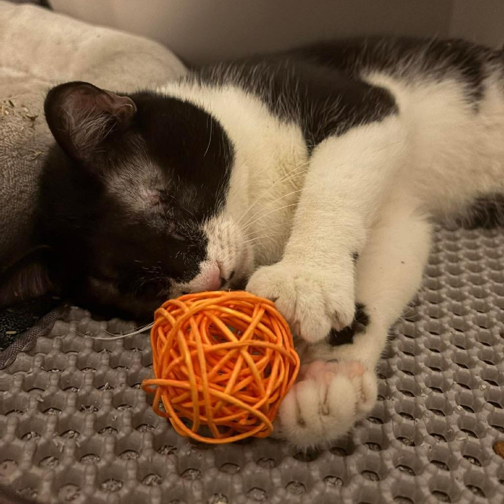 Enlarge Blinky, a Adoptable Domestic Short Hair in Hedgesville, WV image 1/6