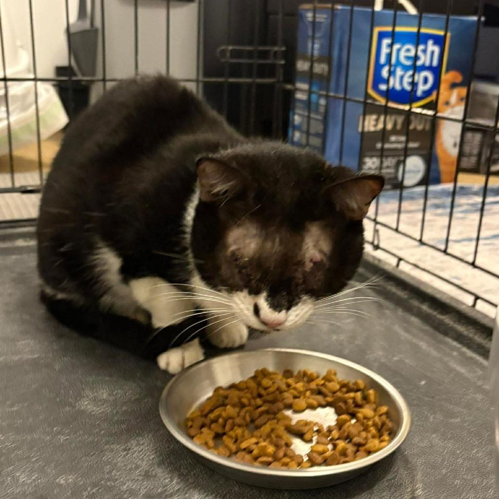 Enlarge Blinky, a Adoptable Domestic Short Hair in Hedgesville, WV image 2/6