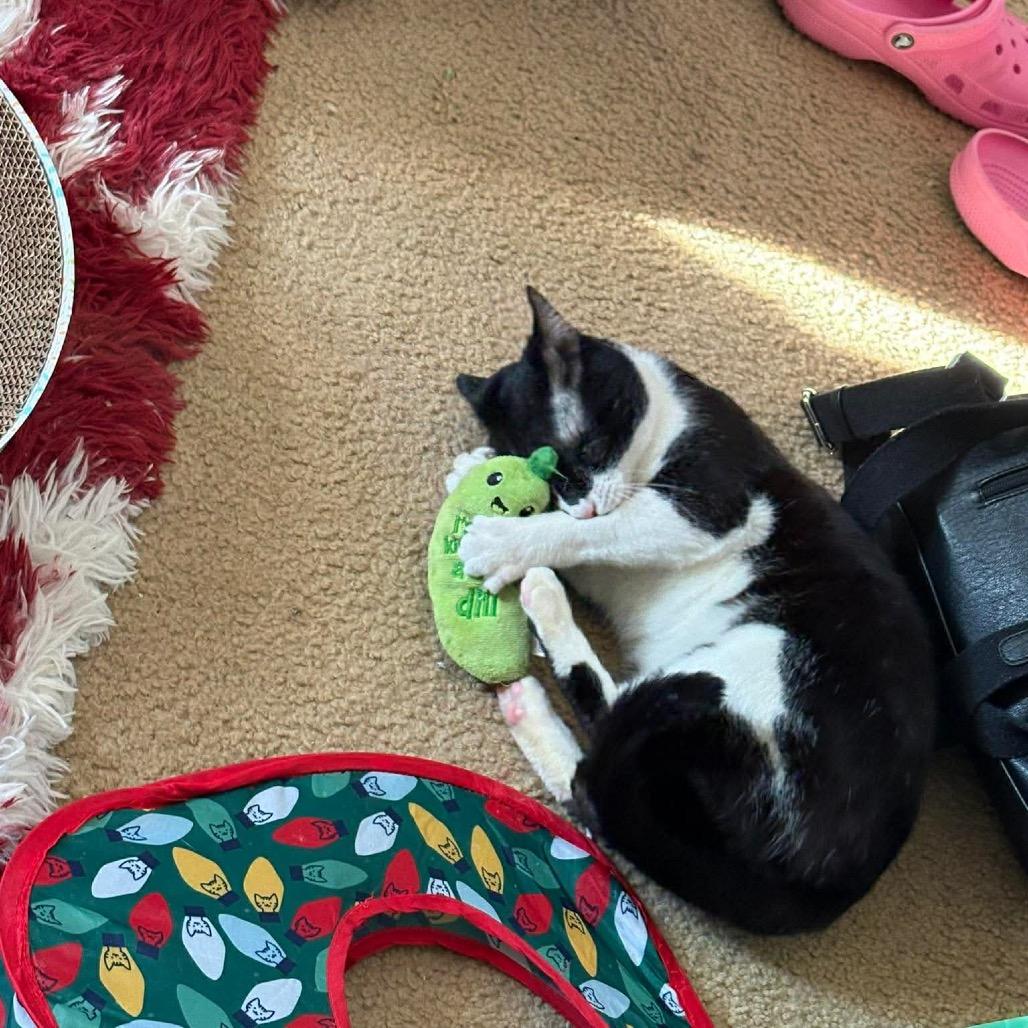 Enlarge Blinky, a Adoptable Domestic Short Hair in Hedgesville, WV image 3/6