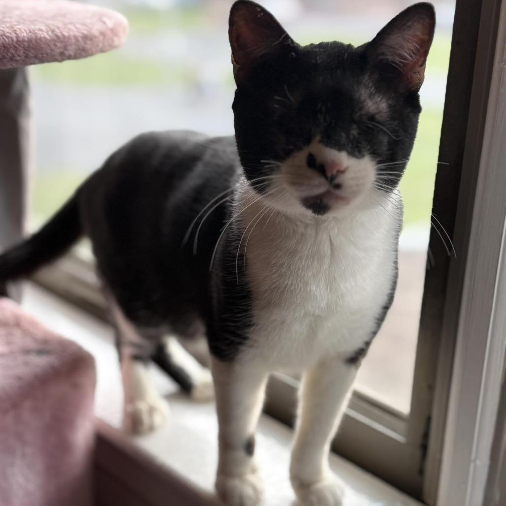 Enlarge Blinky, a Adoptable Domestic Short Hair in Hedgesville, WV image 4/6