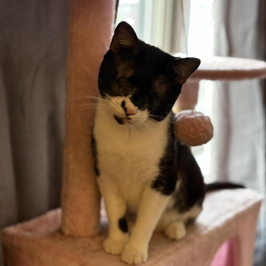 Enlarge Blinky, a Adoptable Domestic Short Hair in Hedgesville, WV image 5/6