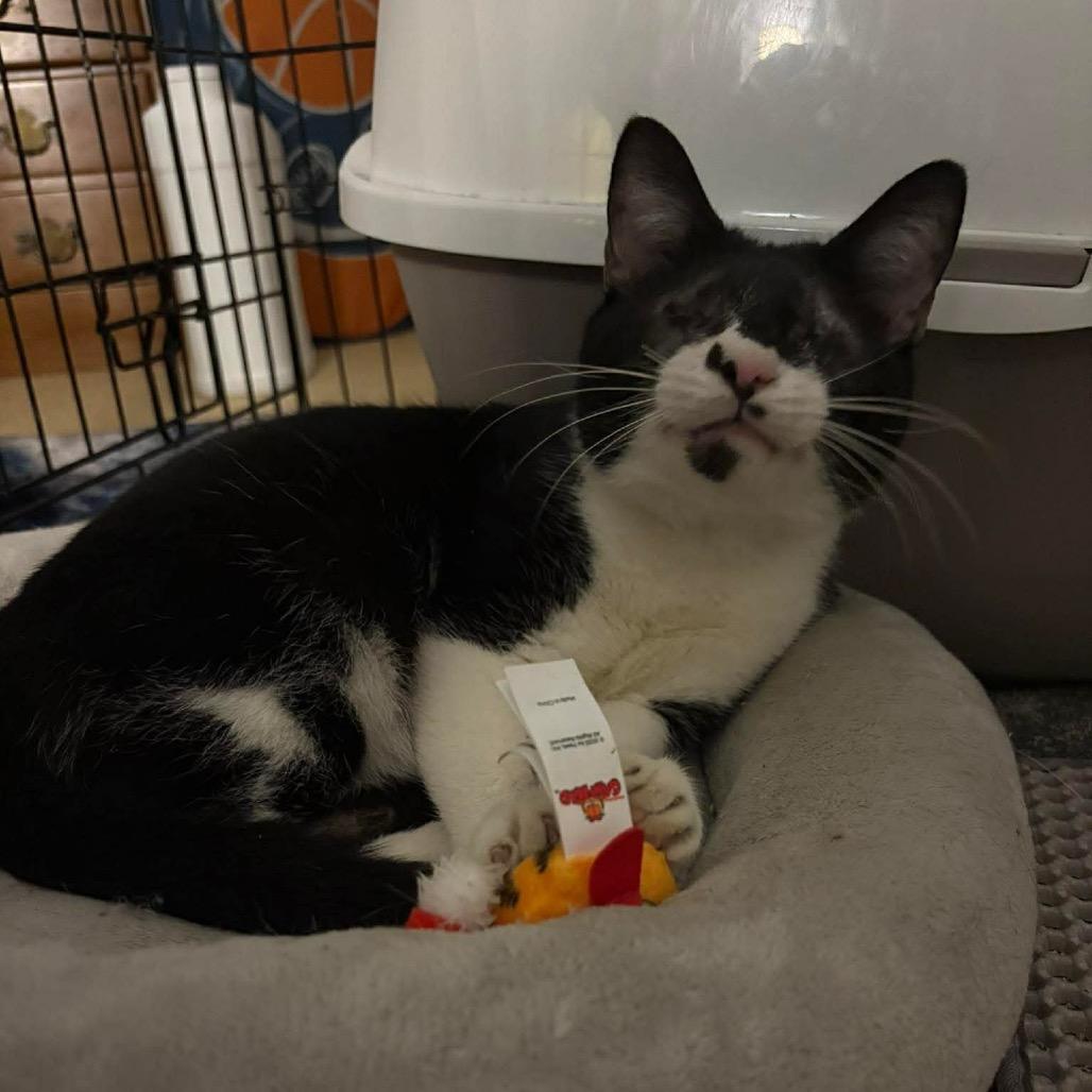Enlarge Blinky, a Adoptable Domestic Short Hair in Hedgesville, WV image 6/6