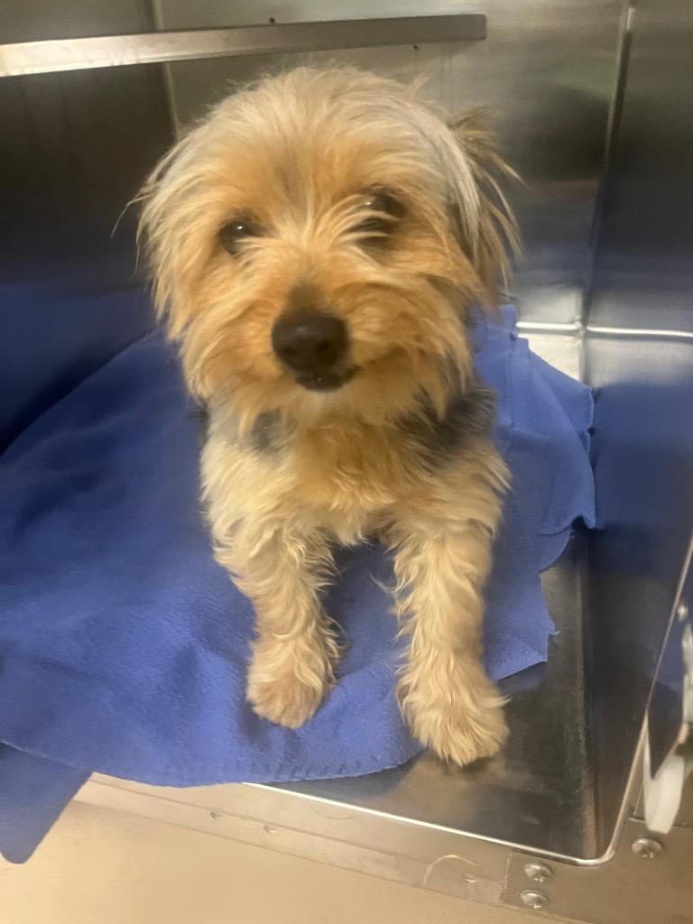 Orchid, Adopted, Young Female Yorkshire Terrier.