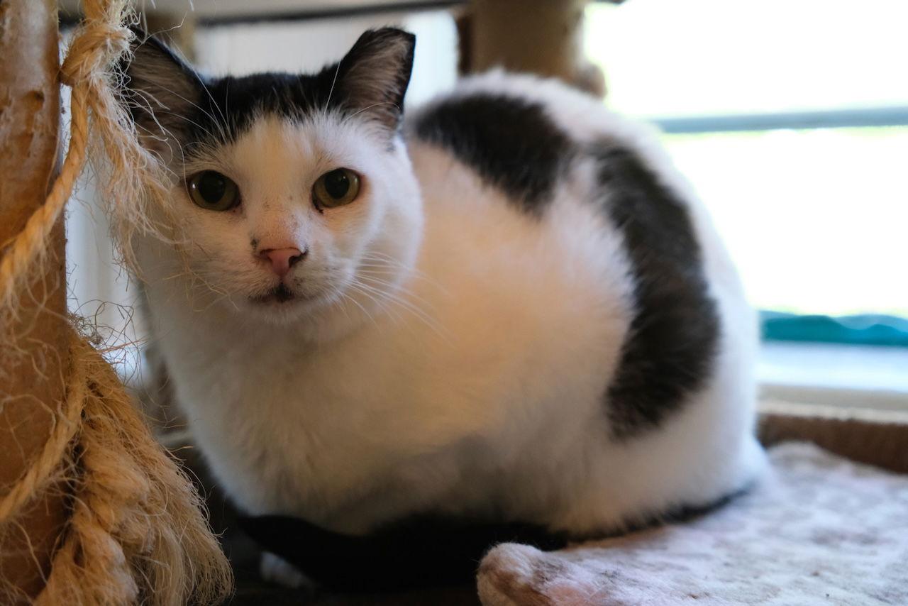 Salsa Sponsored by Martine C., Adoptable, Adult Female Domestic Short Hair.