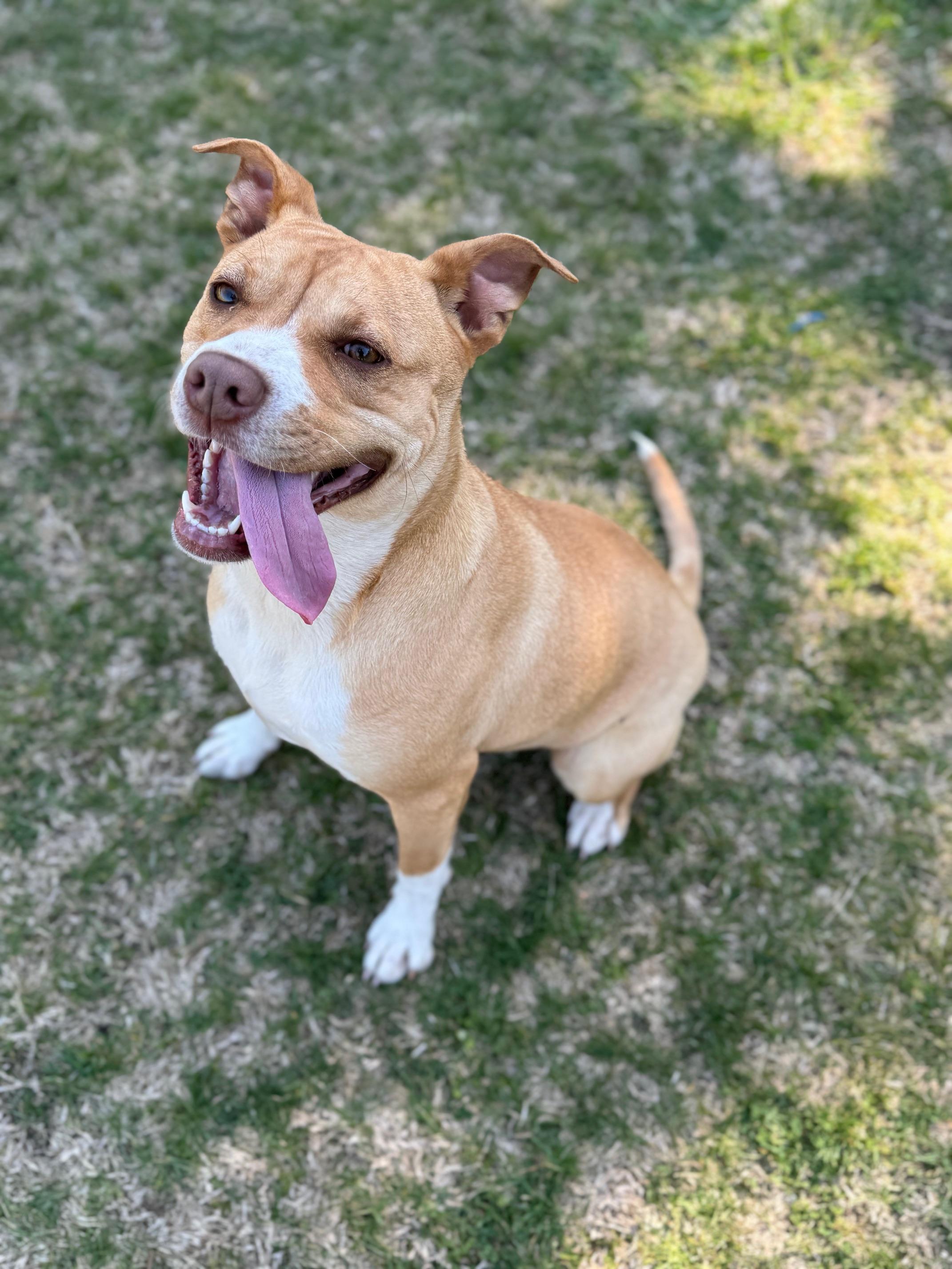 Enlarge Maggie, a Adoptable mixed breed in Dowelltown, TN image 1/3