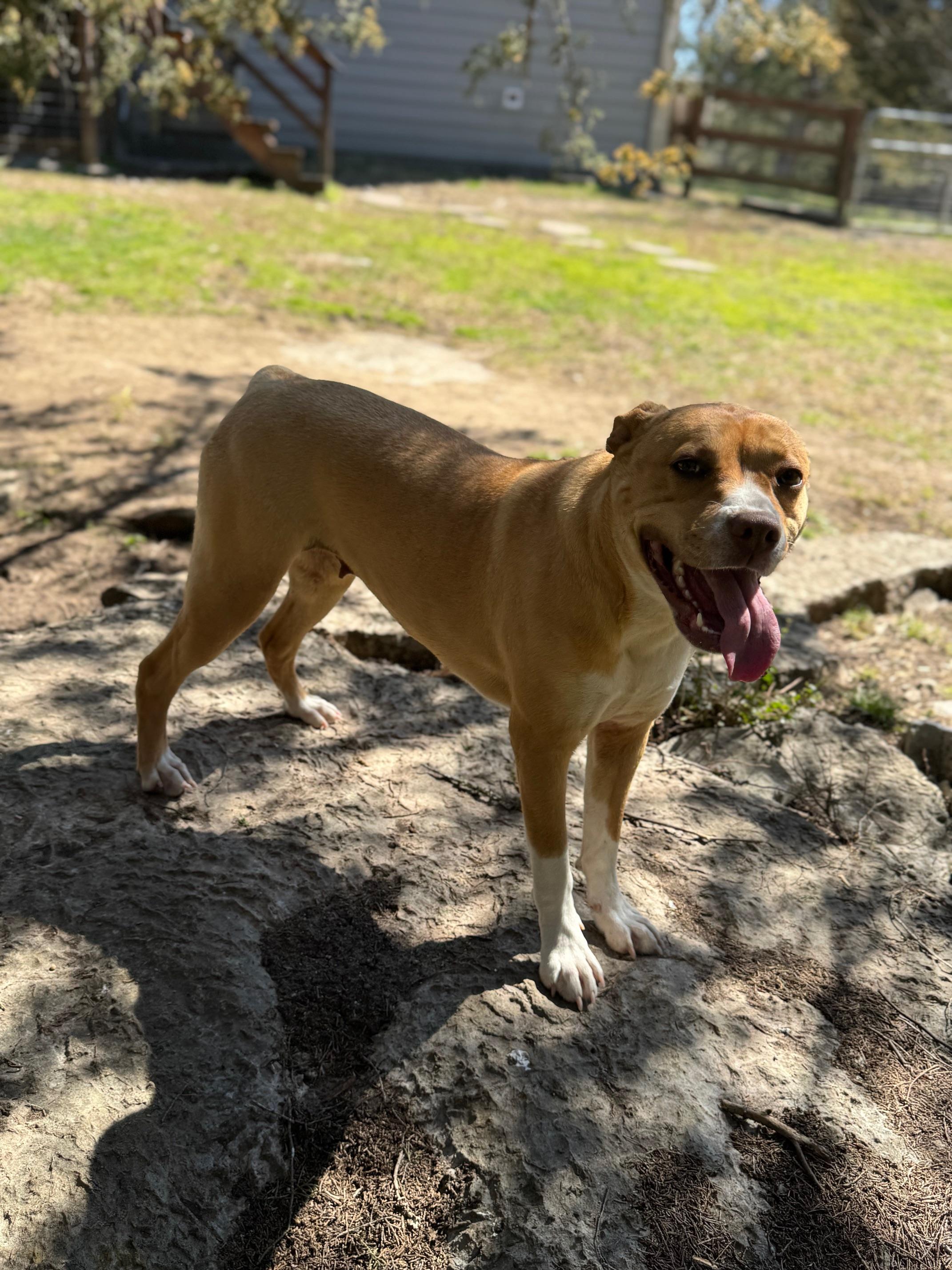 Enlarge Maggie, a Adoptable mixed breed in Dowelltown, TN image 2/3