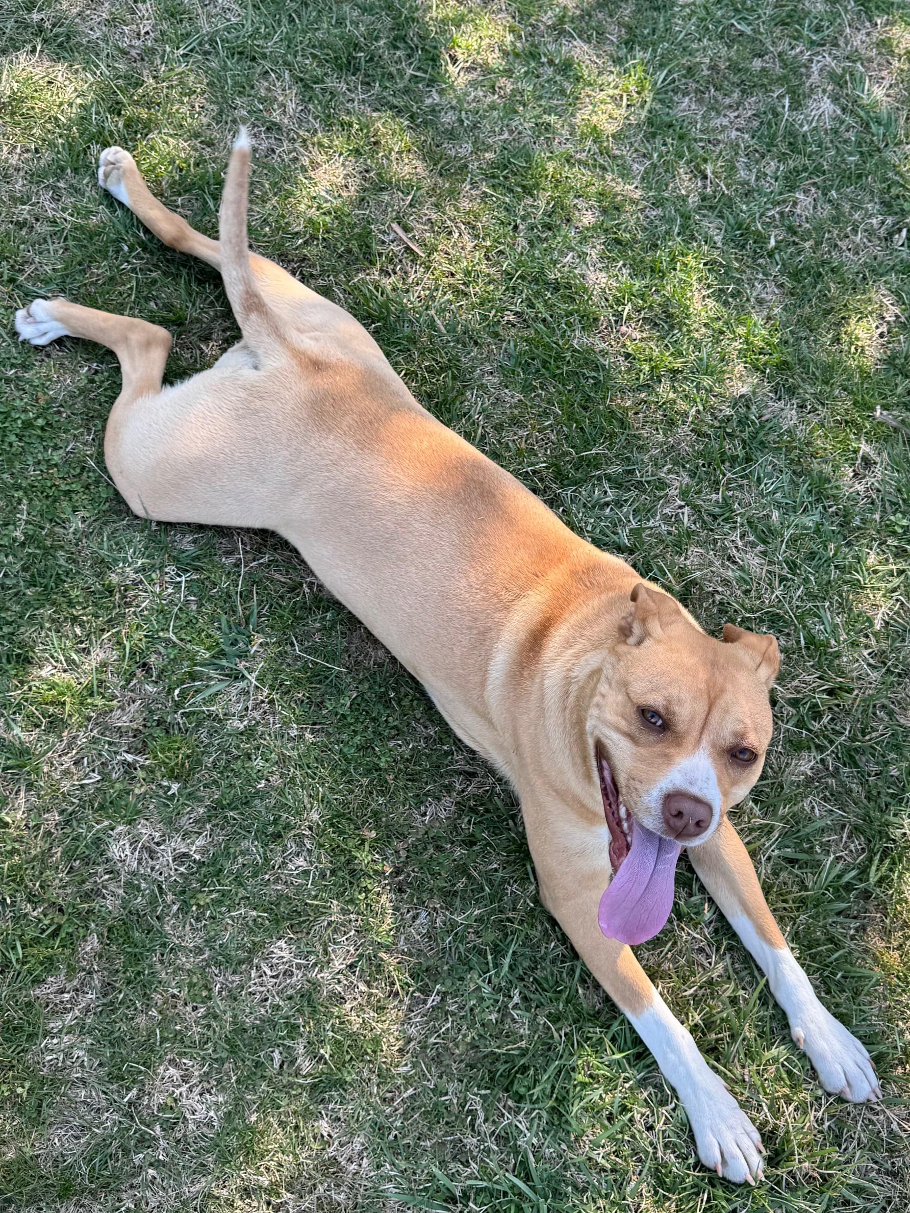 Enlarge Maggie, a Adoptable mixed breed in Dowelltown, TN image 3/3