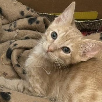 Wesley, Adoptable, Kitten Male Domestic Short Hair.