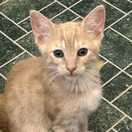 Wesley, a Adoptable Domestic Short Hair in Shingletown, CA image 2/3