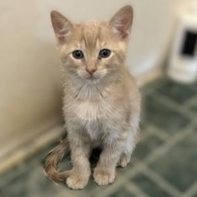 Wesley, a Adoptable Domestic Short Hair in Shingletown, CA image 1/2