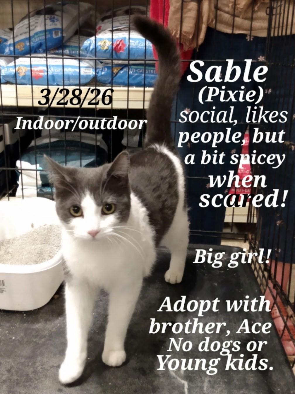 sable , ADOPTABLE, Young Female American Shorthair.