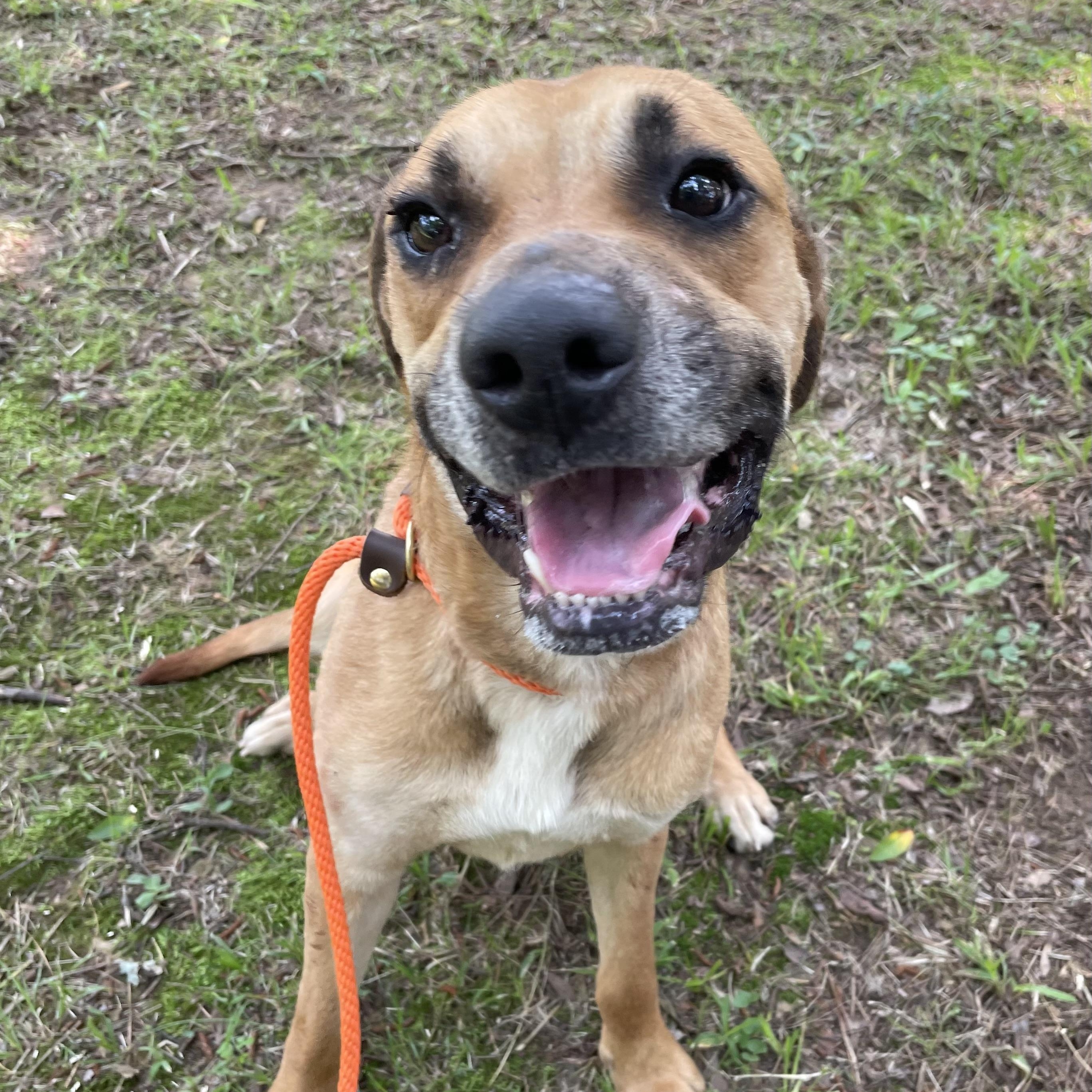 Dude, Adoptable, Young Male Boxer.