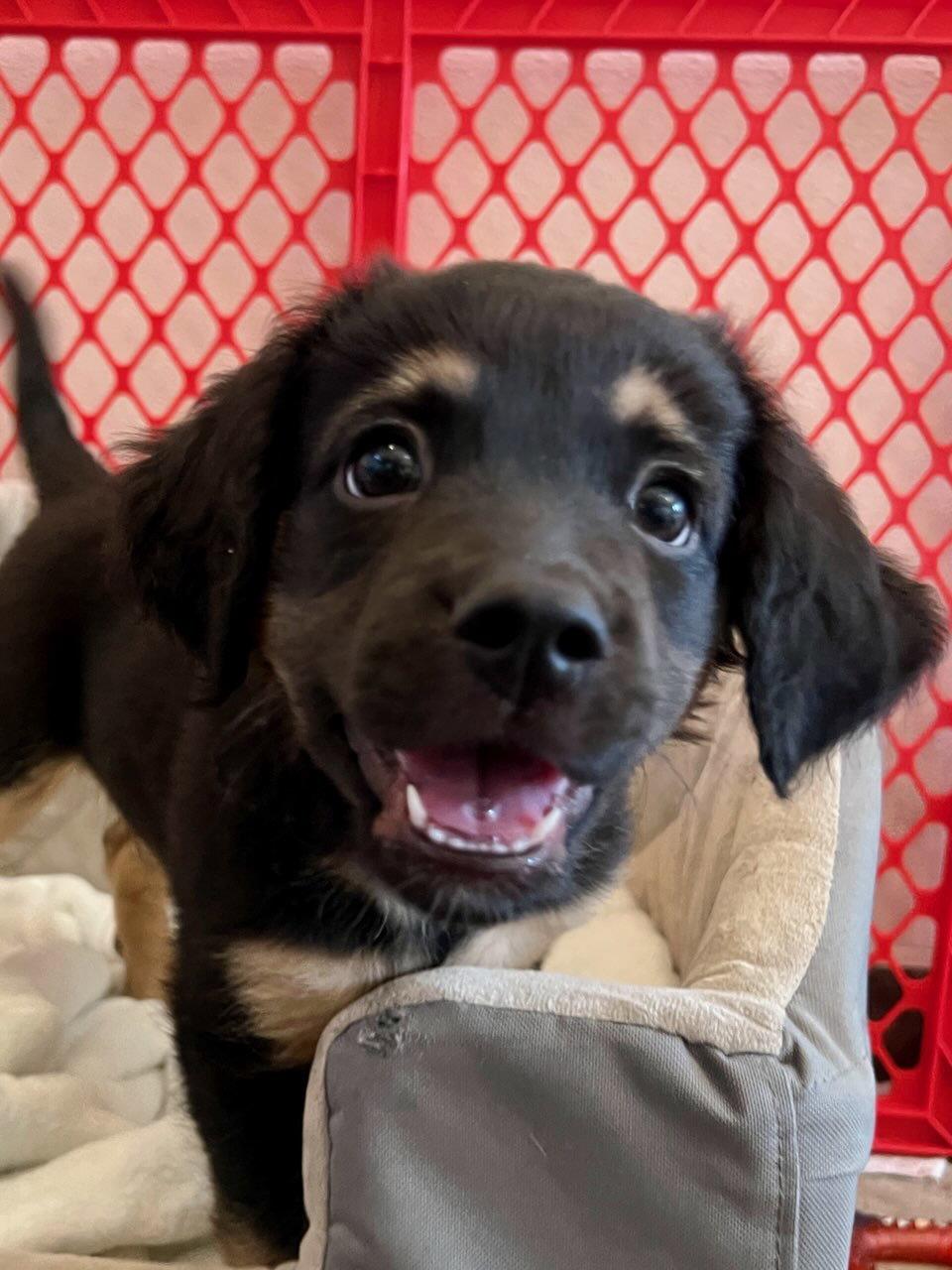 PISTACHIO, Adoptable, Puppy Male Spaniel.