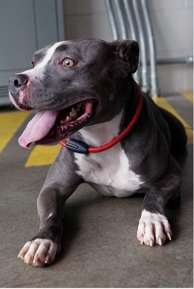 Enlarge Maggie (Liyla), a Adoptable mixed breed in Dallas, TX image 1/5