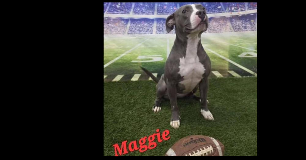 Enlarge Maggie (Liyla), a Adoptable mixed breed in Dallas, TX image 2/5
