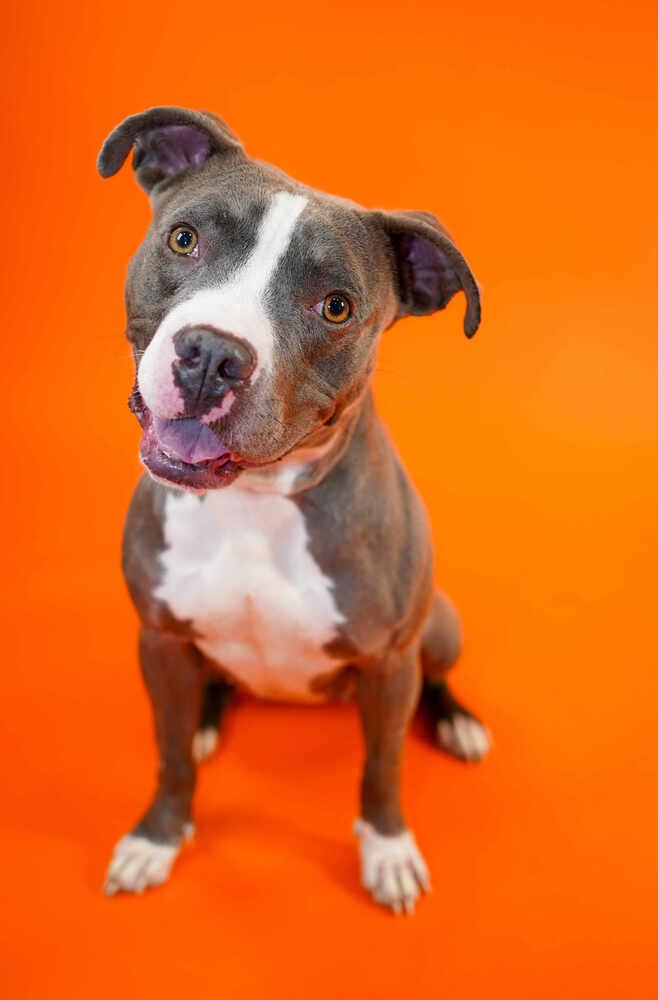 Enlarge Maggie (Liyla), a Adoptable mixed breed in Dallas, TX image 3/5