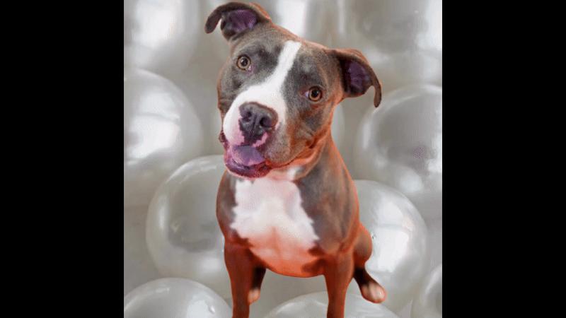 Enlarge Maggie (Liyla), a Adoptable mixed breed in Dallas, TX image 4/5