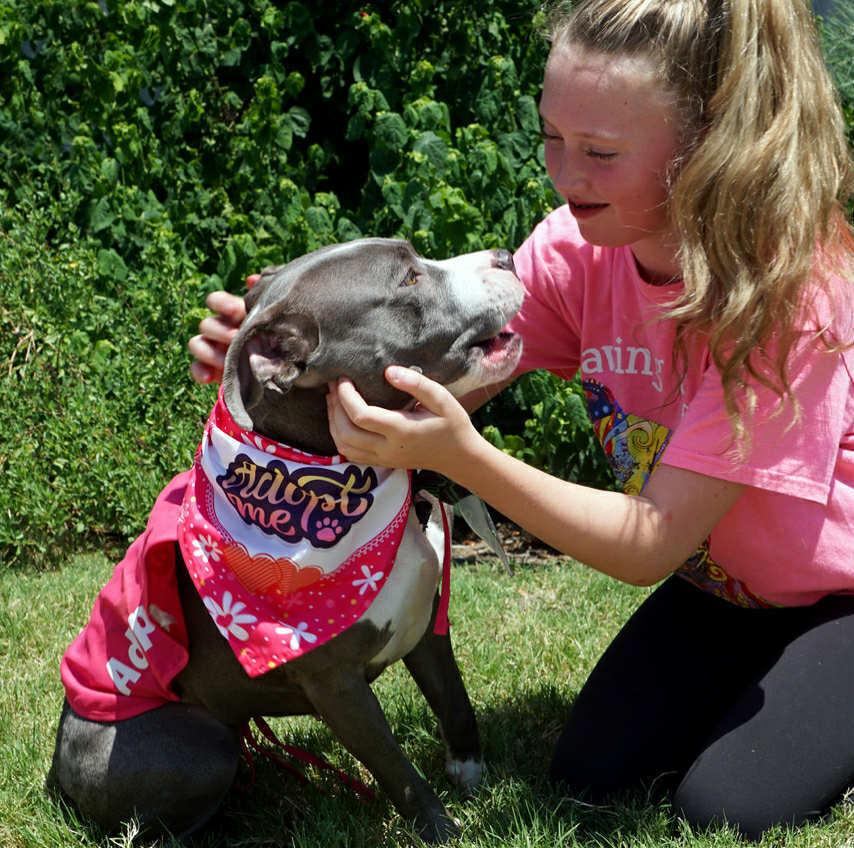 Enlarge Maggie (Liyla), a Adoptable mixed breed in Dallas, TX image 5/5