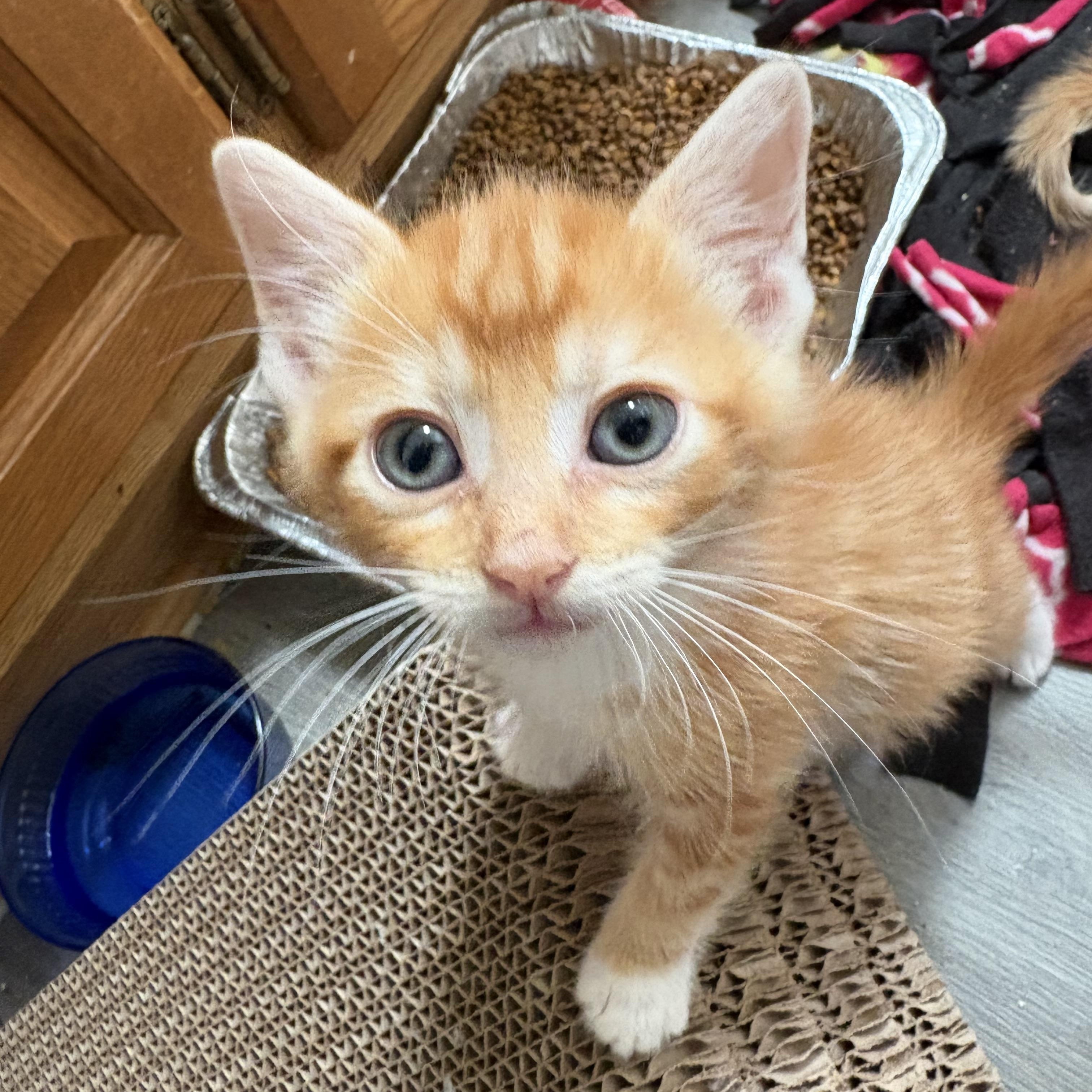 Cool Beans and String Bean, a ADOPTABLE Domestic Short Hair in Hickory, NC image 2/3