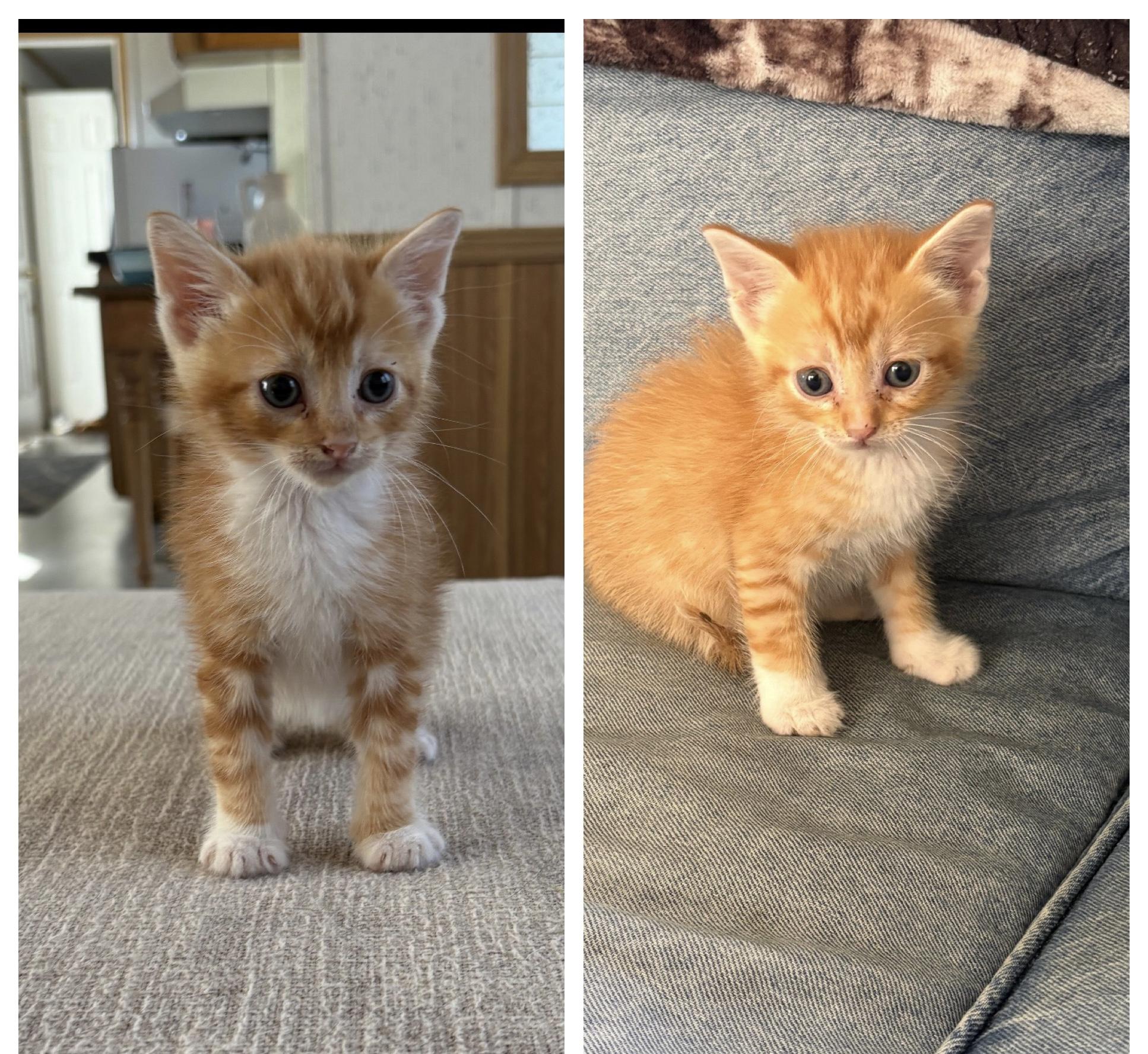 Cool Beans and String Bean, ADOPTABLE, Kitten Male Domestic Short Hair.