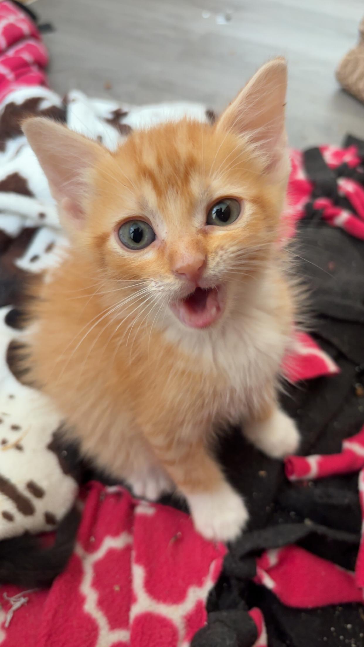 Cool Beans and String Bean, a ADOPTABLE Domestic Short Hair in Hickory, NC image 3/3