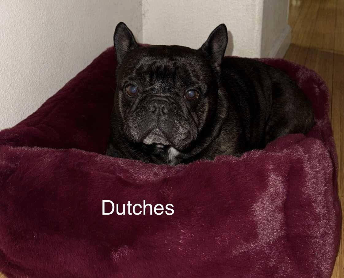 Dutches, adopted, Adult Female French Bulldog.
