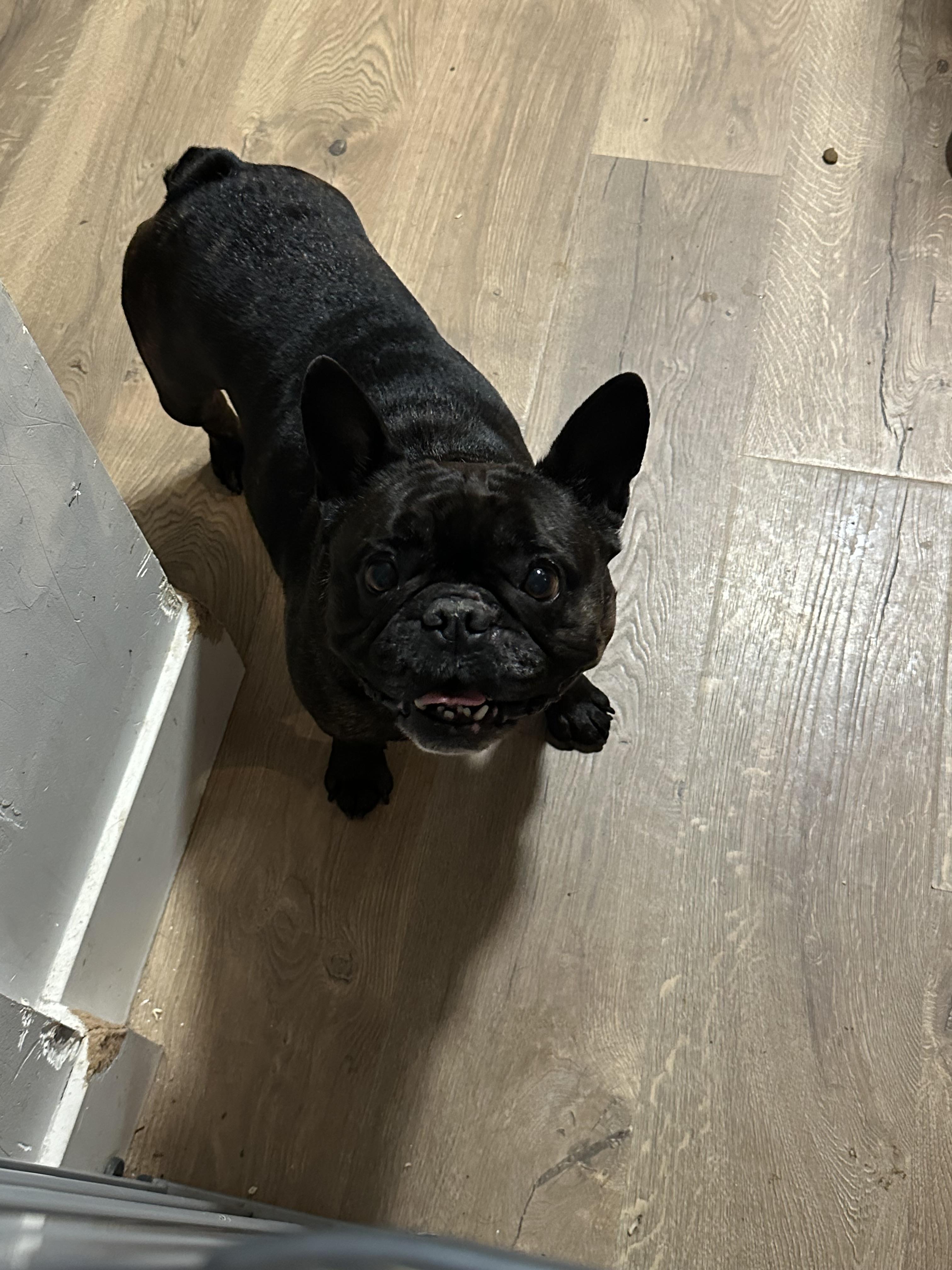 Enlarge Dutches, an adopted French Bulldog in modesto, CA image 2/2