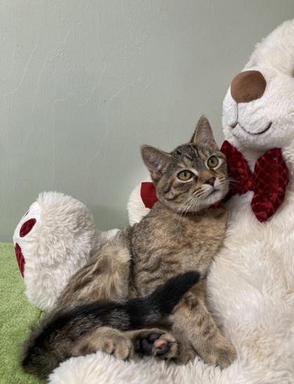 Jayden, Adoptable, Kitten Female Domestic Short Hair & Domestic Short Hair.