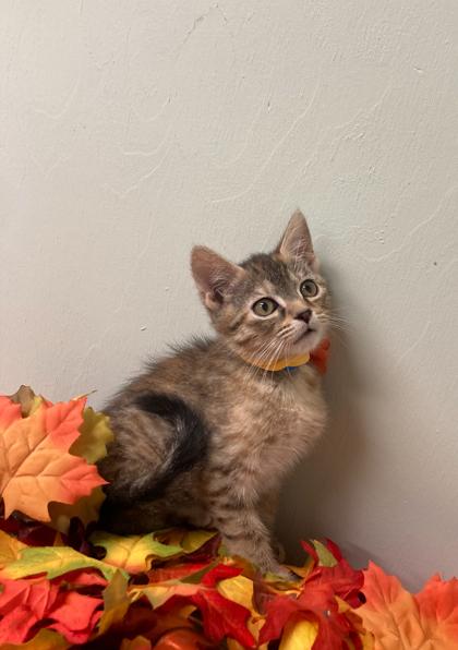 Jayden, Adoptable, Kitten Female Domestic Short Hair & Domestic Short Hair.