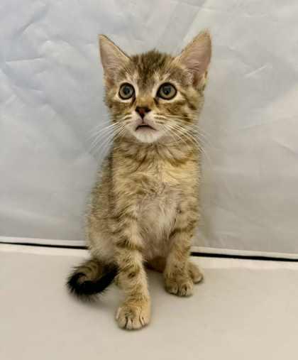 Jayden, a Adoptable Domestic Short Hair in Picayune, MS image 3/3