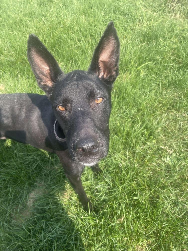 Sapphire, Adoptable, Adult Female Shepherd.