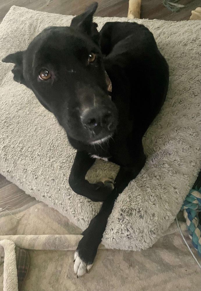 Sapphire, a Adoptable mixed breed in Rockland, WI image 2/6