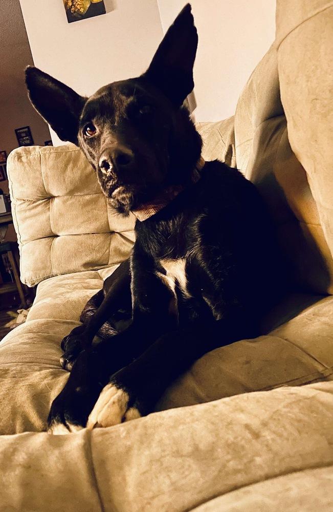 Sapphire, a Adoptable mixed breed in Rockland, WI image 3/6