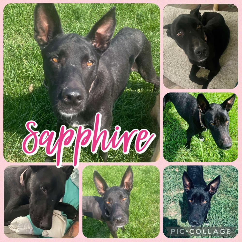 Sapphire, a Adoptable mixed breed in Rockland, WI image 4/6