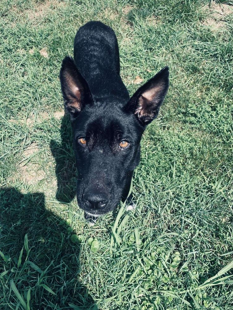 Sapphire, a Adoptable mixed breed in Rockland, WI image 5/6