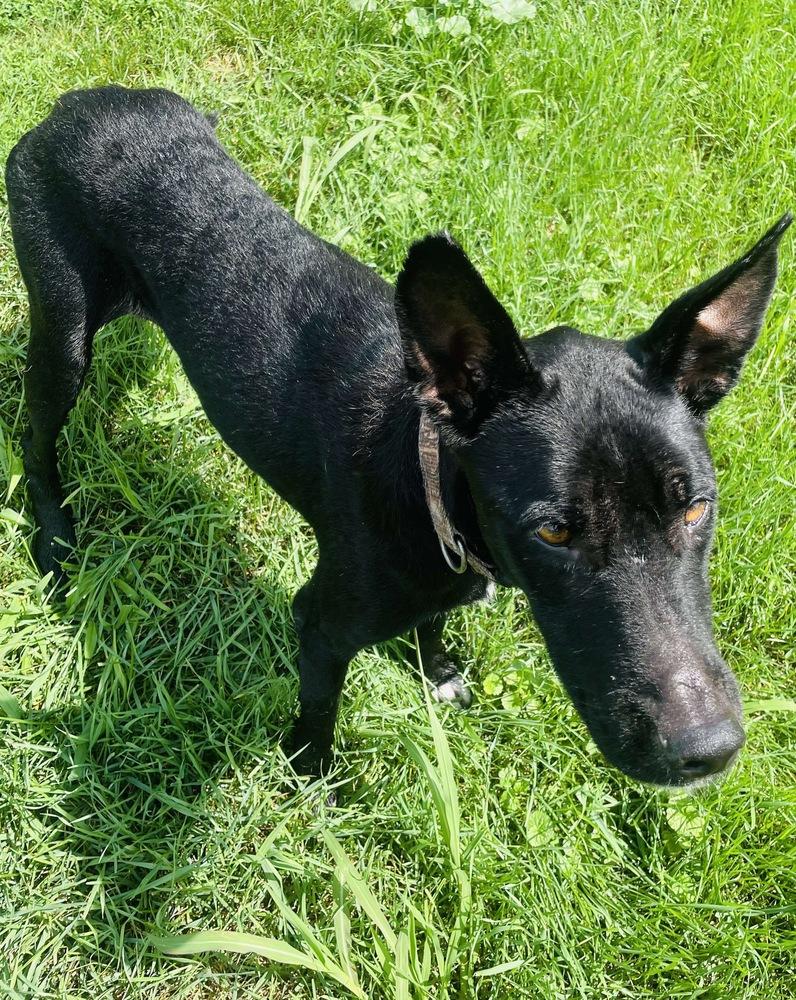 Sapphire, a Adoptable mixed breed in Rockland, WI image 6/6