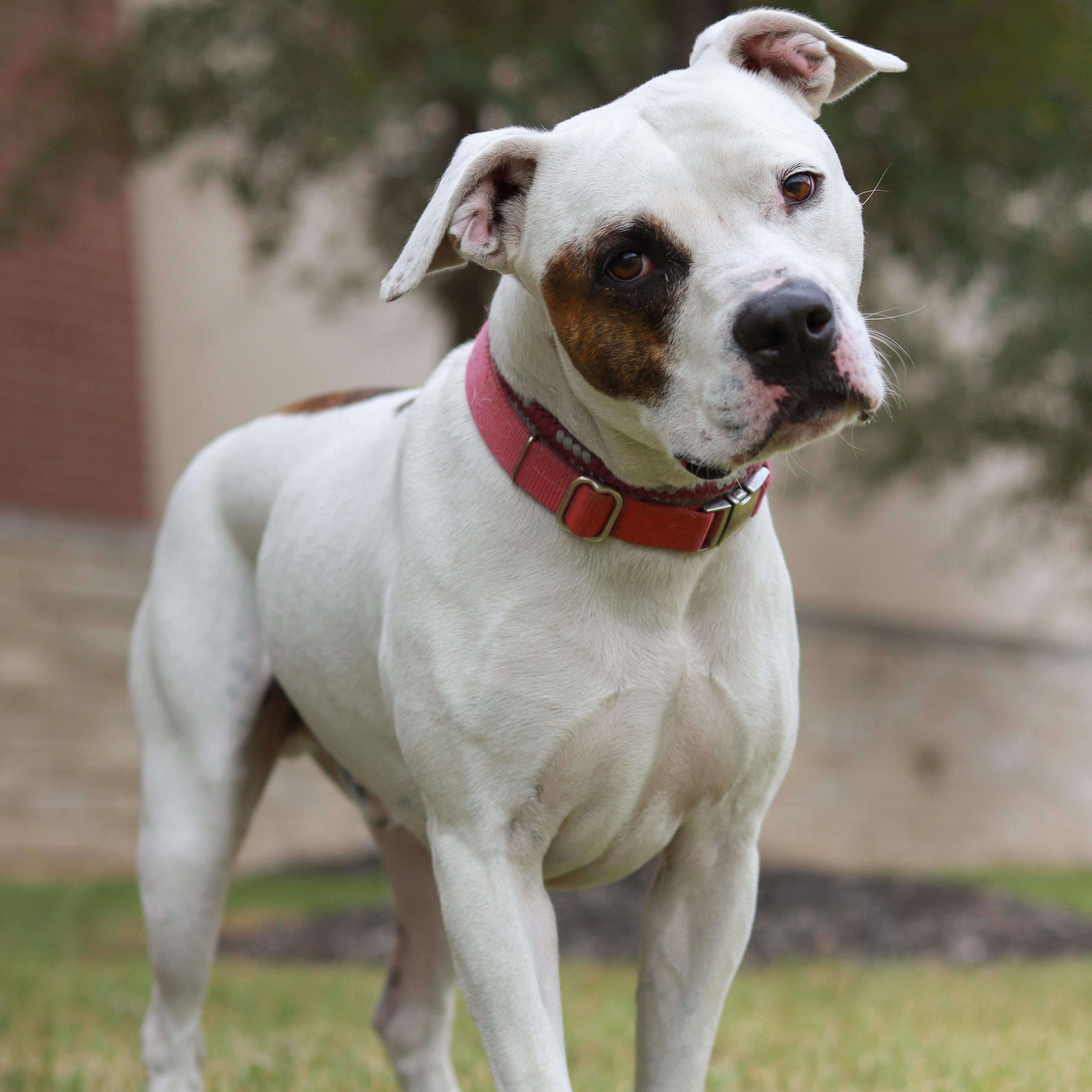 Petey, a Adoptable mixed breed in Bryan, TX image 5/6